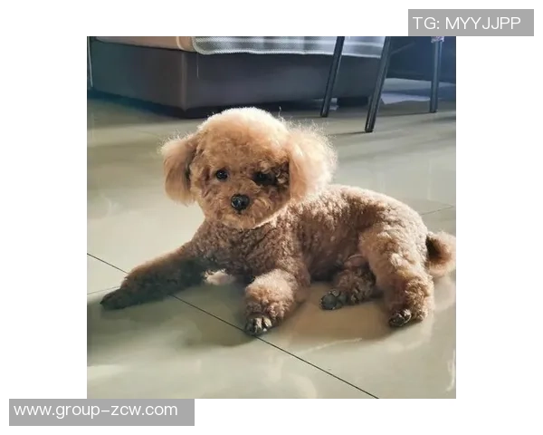 悬赏金激增至两万美元拉姆塞全力寻回心爱爱犬 悬赏金激增至两万美元拉姆塞全力寻回心爱爱犬